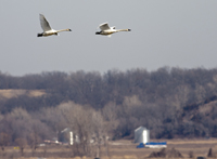 Trumpeter Swans 6799